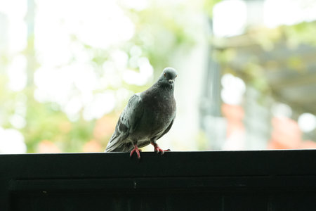 Pigeon on the balcony of the house in the morning.の写真素材
