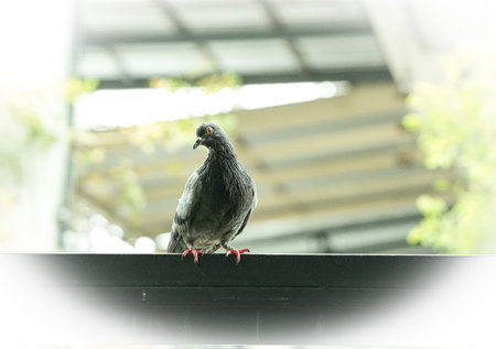 Pigeon on the roof of the house. Selective focus.の写真素材
