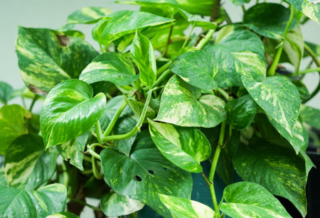 Green leaves of pothos or devil's ivy plant in pot