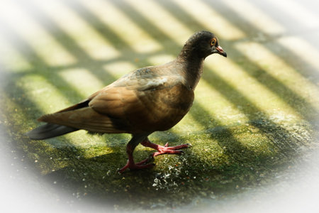 Pigeon on the ground, close-up, soft focusの写真素材