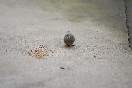 Little bird on the roof of the house with bokeh backgroundの写真素材