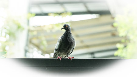 Pigeon on the roof of the house. Selective focus.の写真素材