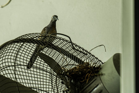 Pigeon in a cage on the windowsill. Selective focus.の写真素材