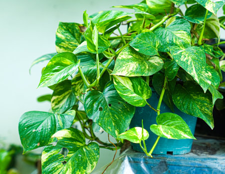 Green pothos or Golden pothos in pot, Thailandの写真素材
