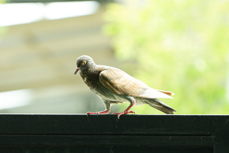 Pigeon on the balcony of the house, close-upの写真素材