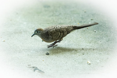 Pigeon on the floor in the park, Thailand.の写真素材