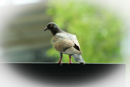 Pigeon standing on the roof of a building. Selective focus.の写真素材
