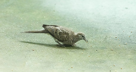 Close up of a brown dove walking on the floor in the parkの写真素材