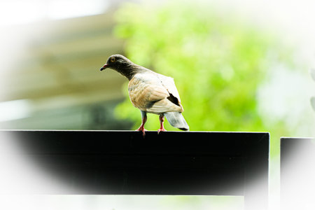 Pigeon standing on the roof of the house with bokeh backgroundの写真素材