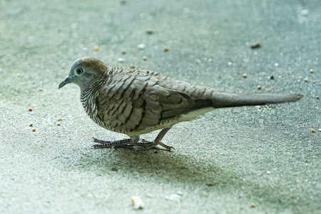 Zebra Dove (Streptopelia striata) on the groundの写真素材