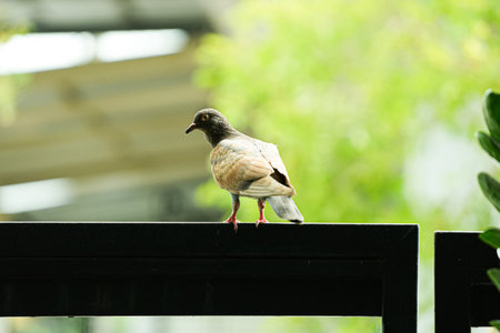 Pigeon sitting on the roof of the house. Selective focus.の写真素材