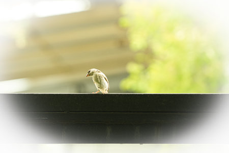 Two birds on the fence in the park, closeup of photoの写真素材
