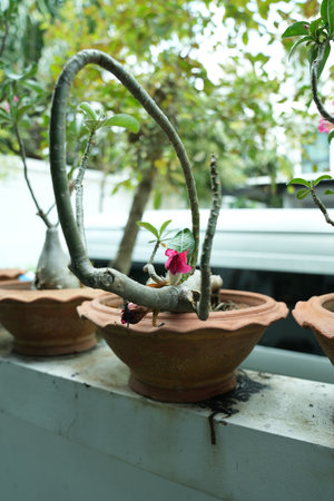 Desert rose or Impala Lily or Mock Azalea in flowerpotの写真素材