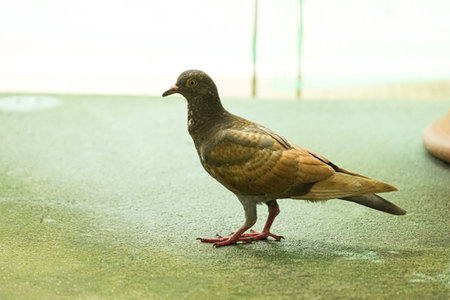 Pigeon on the balcony in the city. Selective focus.の写真素材