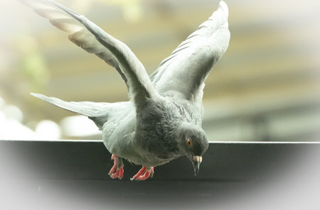 Bird in the nest on the electric fan. Selective focus.の写真素材