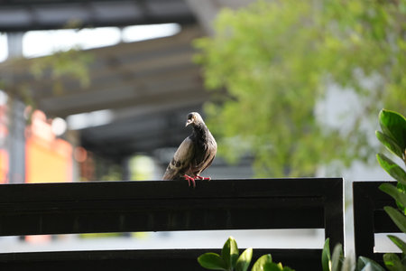 Pigeon sitting on the railing of the bridge in the cityの写真素材