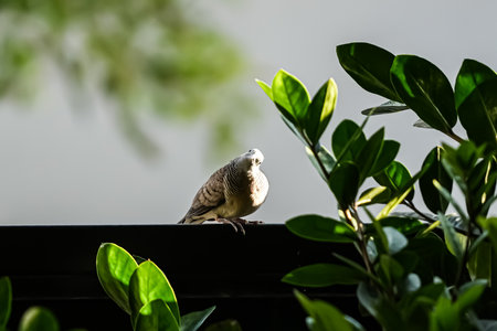 Pigeon on the roof of the house, nature background.の写真素材
