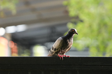 Pigeon on the roof of the house in the city.の写真素材