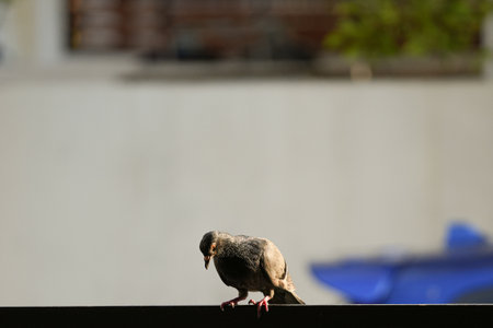 Pigeon on the fence. Selective focus and blurred background.の写真素材