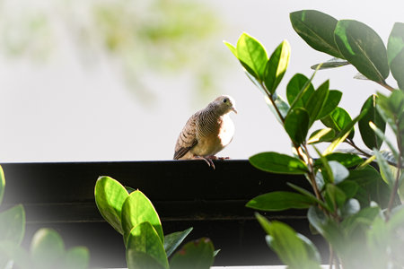 Pigeon sitting on the top of the tree with nature backgroundの写真素材
