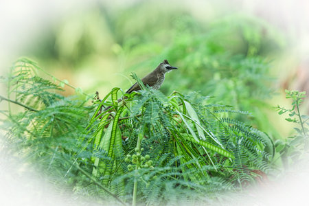 Bird on the green fern in garden. (Pycnonotus goiavier)の写真素材