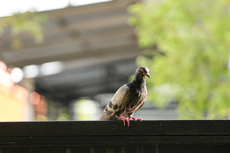 Pigeon on the roof of the house. Bird in the city.の写真素材