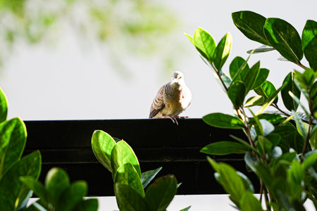 Pigeon sitting on a branch of a tree in the gardenの写真素材