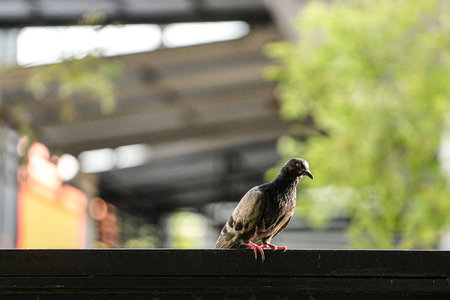 Pigeon sitting on the roof of the building in the cityの写真素材