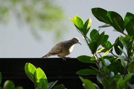 Crested Zebra Dove (Streptopelia striata)の写真素材