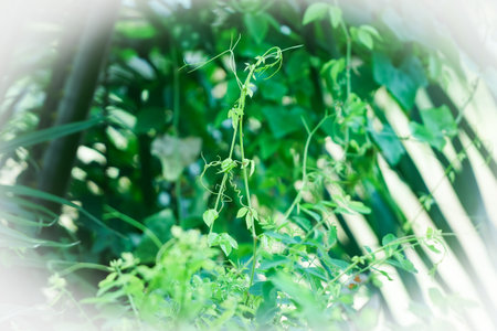 green plant in the garden with sun light and bokeh backgroundの写真素材