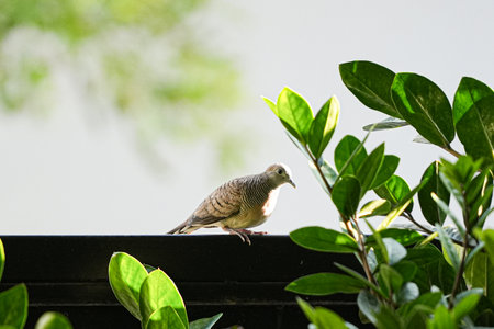 Pigeon sitting on the roof in the garden, Thailand.の写真素材