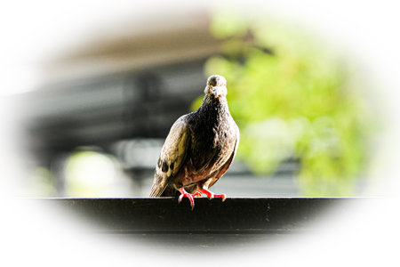 Pigeon Bird on the roof with green bokeh backgroundの写真素材