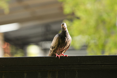 Pigeon sitting on the roof of a building in the cityの写真素材