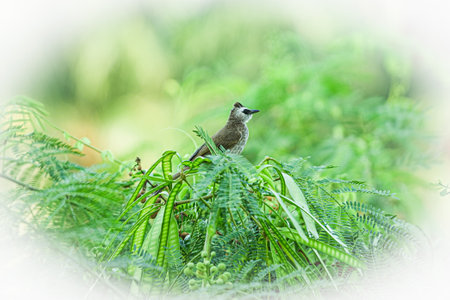 Bird in the nature, beautiful bird in the nature, beautiful bird in the nature.の写真素材
