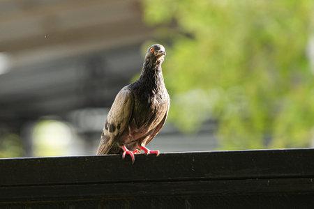 Pigeon sitting on the roof of the house and eating.の写真素材