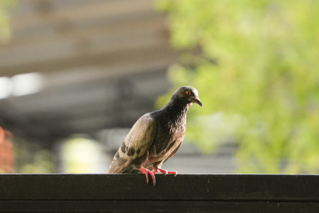 Pigeon on a wooden fence in the city park. Close up.の写真素材