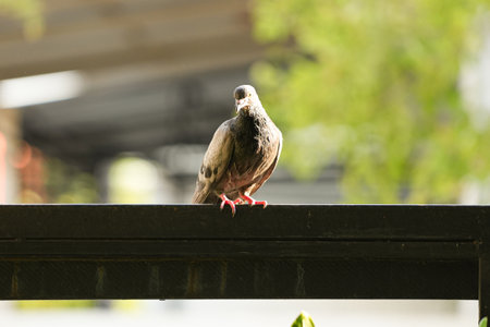 Pigeon on the bridge in the city. Selective focus.の写真素材