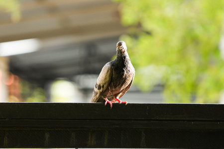 Pigeon sitting on a fence in the city. Selective focus.の写真素材