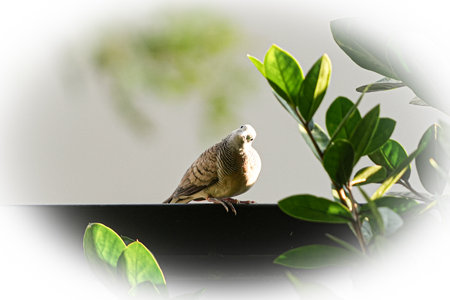 Zebra Dove on the roof of a house in the garden.の写真素材
