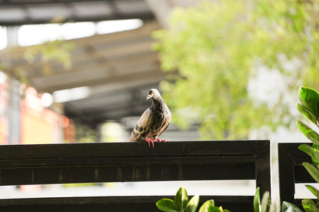 Pigeon sitting on a railing in a park. Selective focus.の写真素材