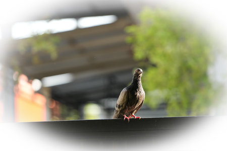 Pigeon on the roof of the building. Close up.の写真素材