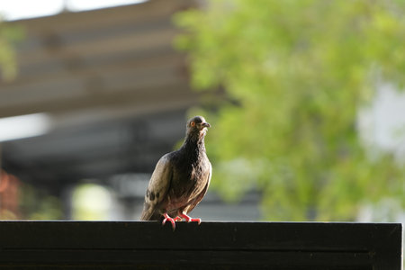Pigeon on the roof in the park. Selective focus.の写真素材