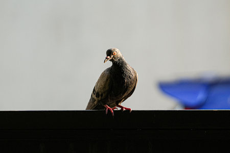 Pigeon on the roof of the house. Selective focus.の写真素材