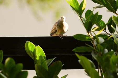 Pigeon bird sitting on the roof in the garden, stock photoの写真素材