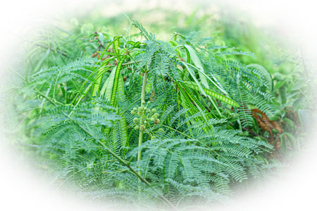 Fern leaves in the garden on a sunny day. Natural background.の写真素材