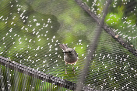 A shot of a little bird on a perch in the rain.の写真素材