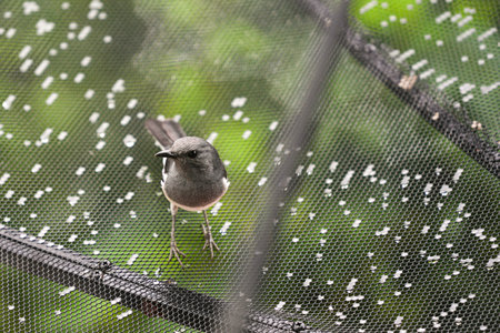 gray wagtail (Copsychus malabaricus)の写真素材