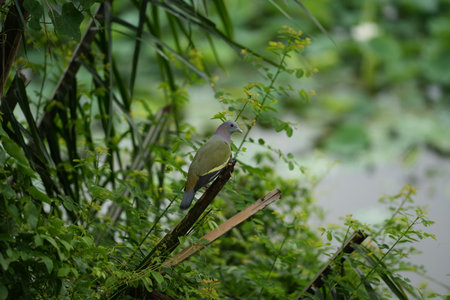 Bird on the tree in the nature at Khao Yai National Park, Thailandの写真素材