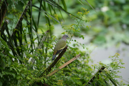 Pigeon on the branch in the nature, Thailand.の写真素材