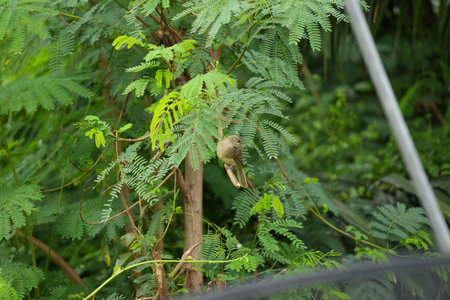 Bird on the tree in the forest at Khao Yai National Park, Thailandの写真素材